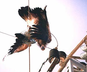 Griffon Vulture fatally bridging in Israel